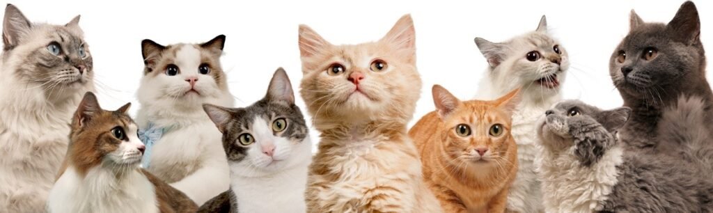 Asia Cat Expo 2024: Purr-fect Paradise for Cat Lovers!