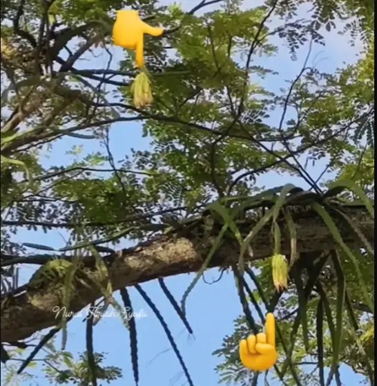 Dragon Fruit Growing in Singapore: Urban Sightings Surprise Residents