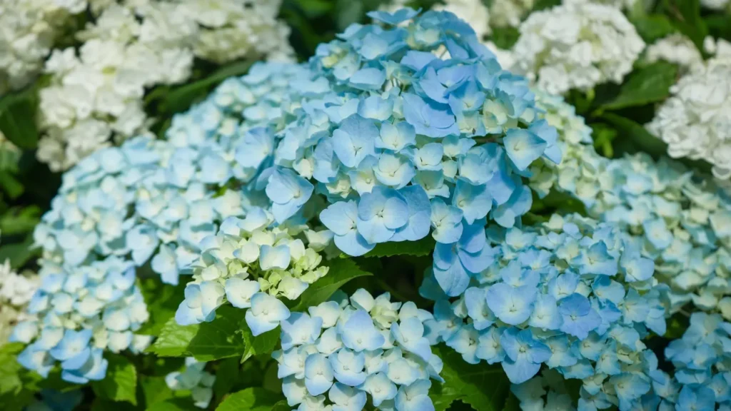 Blue Beauties at Gardens by the Bay: Dreamy Floral Escape