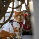Setting Sail with Furry Friends: Singapore’s First-Ever Cat Cruise
