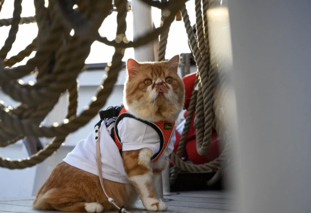 Setting Sail with Furry Friends: Singapore’s First-Ever Cat Cruise