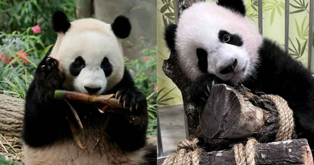 Giant Panda Cub Le Le Embarks on a New Chapter in China Following Farewell in Singapore