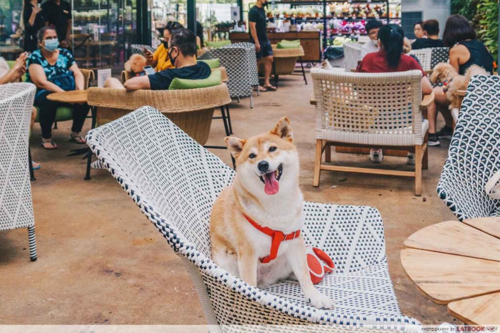 Permit for Pets in Outdoor Dining Areas in Singapore: A New Era for Pet Owners