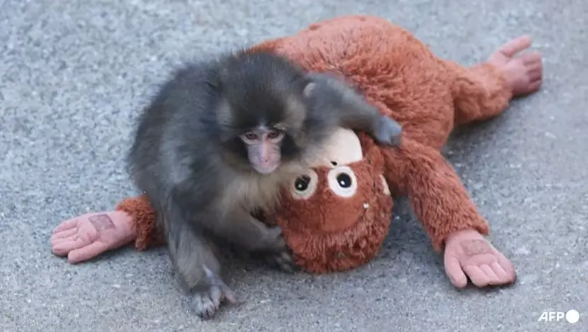 &ldquo;Punch&rdquo; the Viral Monkey: Heartbreaking Plushie Bond